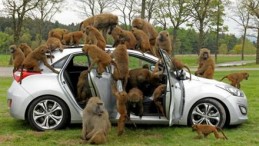 Hyundai i30′u Maymunlar Denedi